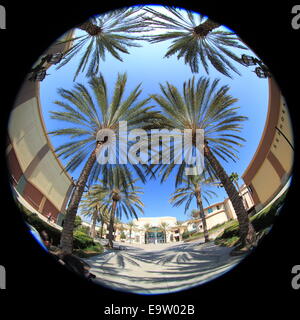 Palm drive rivestito in Los Angeles, California, USA. Foto Stock