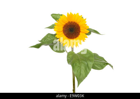 Semi di girasole e fogliame isolata contro bianco Foto Stock