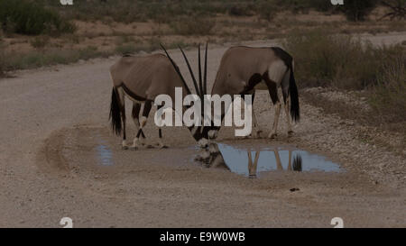 Oryx coppia di bere in piscina in strada dopo il temporale Foto Stock