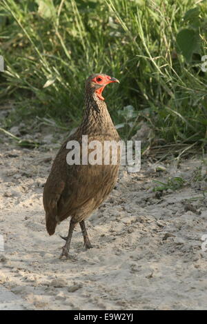 Swainson's Spurfowl sulla pista di sabbia, mostrando di sperone. Foto Stock