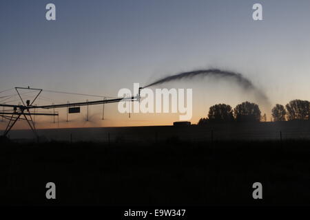 Sprinkler irrigazione all'alba, Idaho Foto Stock