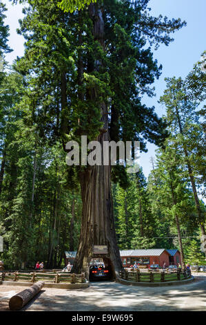 Car guida attraverso il 2400 anno vecchio lampadario Drive-thru albero di sequoia in Leggett, Mendocino County, California del Nord, STATI UNITI D'AMERICA Foto Stock