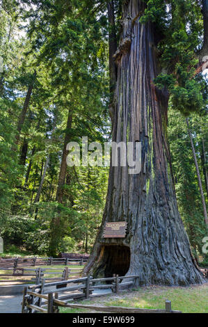 Il 2400 anno vecchio lampadario Drive-thru albero di sequoia in Leggett, Mendocino County, California del Nord, STATI UNITI D'AMERICA Foto Stock