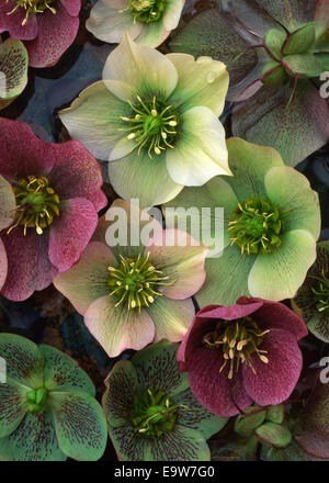 Disposizione di verde e viola l'Elleboro Helleborus fiori galleggiante sull'acqua Foto Stock