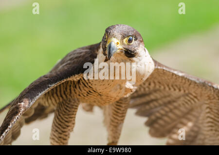 Piccolo ma veloce predatore di uccelli selvatici o falcon hawk con ali spiegate close up shot Foto Stock