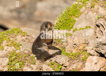 Foto di stock di una nuova zelanda pelliccia sigillo pup seduti sulla riva su Kangaroo Island, in Australia. Foto Stock