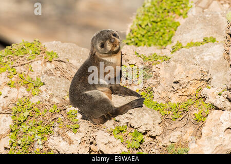 Foto di stock di una nuova zelanda pelliccia sigillo pup seduti sulla riva su Kangaroo Island, in Australia. Foto Stock