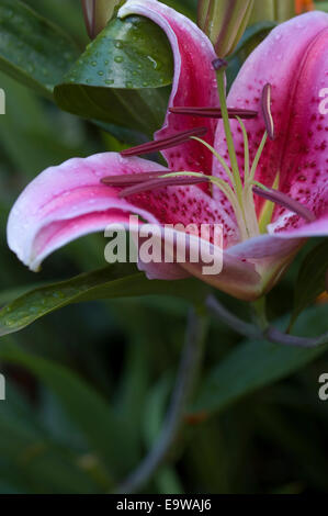 Star gazer rosa lilly che fiorisce con wet fogliame verde scuro Foto Stock