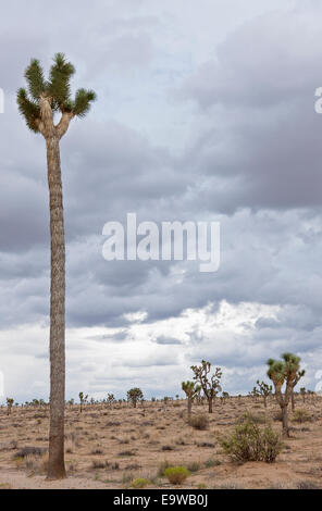 Il più alto Joshua Tree nel parco si trova nella valle di Regina. Si tratta di quaranta piedi alto (12,2 metri) e 300 anni. Foto Stock