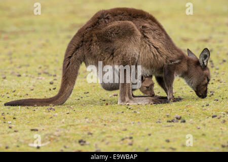 Kangaroo Island Kangaroo pascolo. Foto Stock