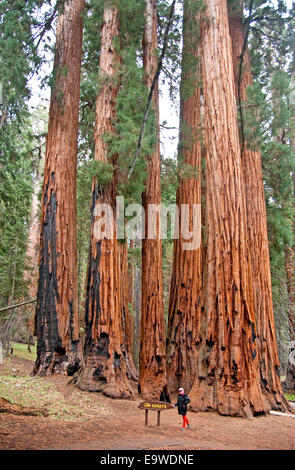 Parco Nazionale di Sequoia del senato del gruppo di alberi di sequoia su Congressi Sentiero nella foresta gigante. Foto Stock