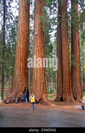 I turisti a gruppo Parker di alberi di Sequoia National Park, California. Foto Stock