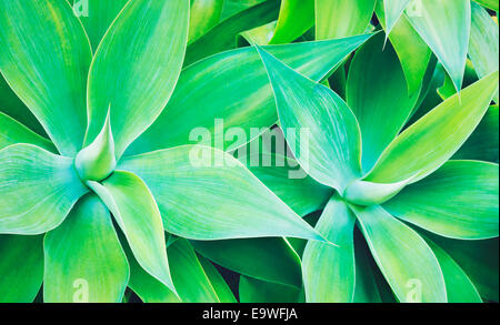 Abstract Pianta di Cactus Foto Stock