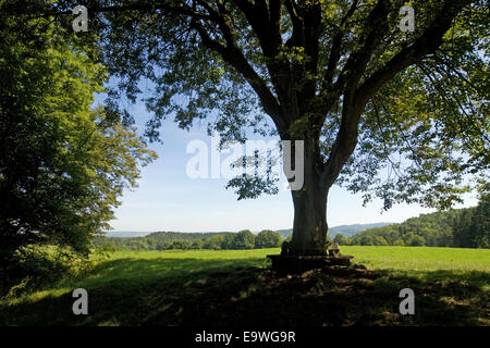 Vista della Foresta Turingia Foto Stock