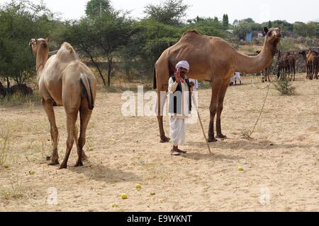 Camel herders portare loro livestocks presso l' annuale Fiera del Bestiame', a Pushkar, nella parte occidentale dello stato indiano del Rajasthan. © Ravi Prakash/Pacific Press/Alamy Live News Foto Stock