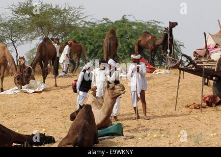 Camel herders portare loro livestocks presso l' annuale Fiera del Bestiame', a Pushkar, nella parte occidentale dello stato indiano del Rajasthan. © Ravi Prakash/Pacific Press/Alamy Live News Foto Stock