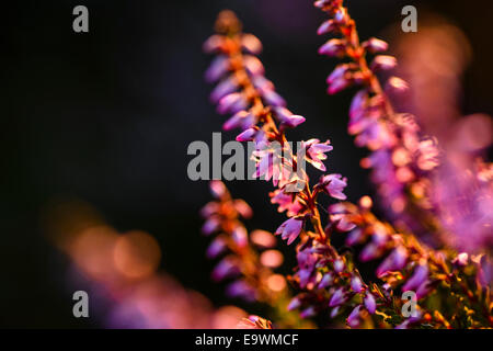 Luce della Sera su heather, north Lancashire Foto Stock