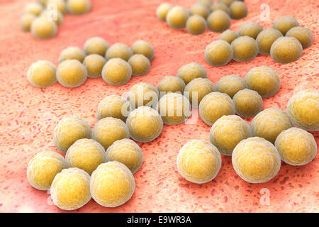 Lo Staphylococcus aureus Foto Stock