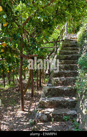 Nei famosi giardini di limoni di Amalfi, in Italia. I limoni sono tradizionalmente coltivati su un quadro di pali di castagno, su un terreno ripido terrazzato Foto Stock