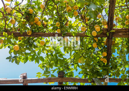 Nei famosi giardini di limoni di Amalfi, in Italia. I limoni sono tradizionalmente coltivati su un quadro di pali di castagno Foto Stock