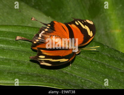 Tiger Leafwing butterfly (Console fabius), che si trova dal Messico per l'Amazzonia, ali aperte, vista dorsale Foto Stock