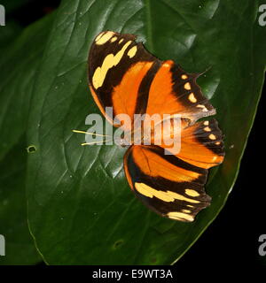 Tiger Leafwing butterfly (Console fabius), che si trova dal Messico per l'Amazzonia, ali aperte, vista dorsale Foto Stock