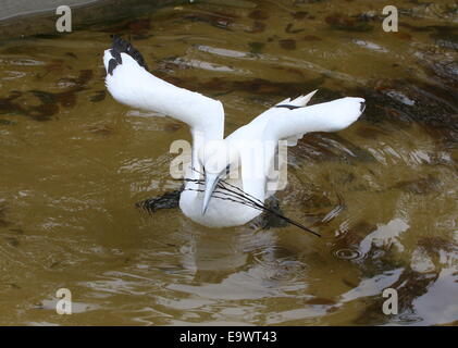 Nuoto Northern Gannet (Morus bassanus), ali stese fuori, la raccolta di materiale di nesting Foto Stock