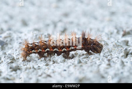 Caterpillar del nodo erba moth Acronicta rumicis Foto Stock