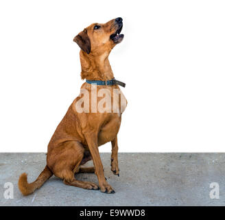 Cane marrone in attesa di comando. Foto Stock