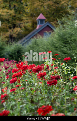 Zinnia giardino in piena fioritura. Foto Stock