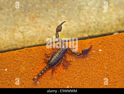 Scorpione Euscorpius piccolo legno-scorpione. Sembrava una feroce. Foto Stock