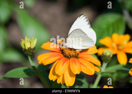 Great Southern bianco (Ascia monuste) farfalla Foto Stock