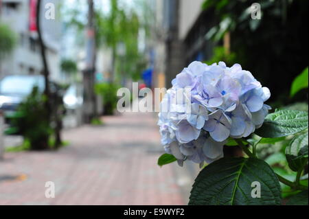 Un isolato di blu pallido Hydrangea fiore che sboccia in Asakusabashi, Tokyo. Foto Stock