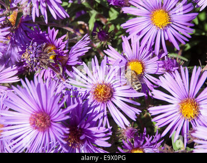 Bee raccoglie il Miele di Fiori di Aster. Fotografato in un giardino in autunno di 2014 anni. Foto Stock