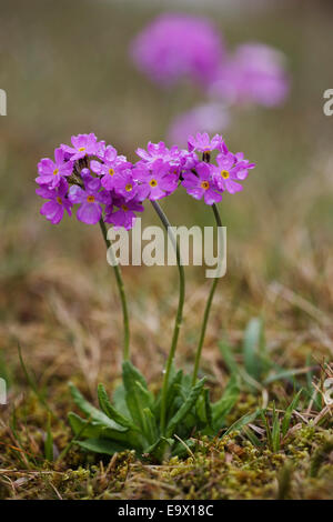 Birdseye primula (Primula farinosa), casa Moro riserva naturale, Superiore Teesdale, North Pennines AONB, REGNO UNITO Foto Stock