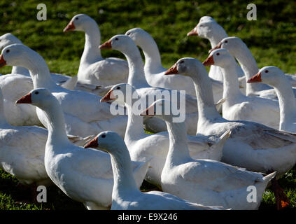 Muenstertal, Germania. 29 ott 2014. Stormo di oche vagare attraverso un campo sul Riestere farm in Muenstertal, Germania, 29 ottobre 2014. Su Martinmas, 11 Novembre, molti ristoranti in tutta la Germania offrono goose come una speciale prelibatezza stagionali. Foto: Patrick Seeger/dpa/Alamy Live News Foto Stock