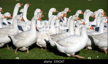 Muenstertal, Germania. 29 ott 2014. Stormo di oche vagare attraverso un campo sul Riestere farm in Muenstertal, Germania, 29 ottobre 2014. Su Martinmas, 11 Novembre, molti ristoranti in tutta la Germania offrono goose come una speciale prelibatezza stagionali. Foto: Patrick Seeger/dpa/Alamy Live News Foto Stock