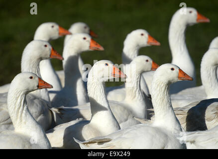 Muenstertal, Germania. 29 ott 2014. Stormo di oche vagare attraverso un campo sul Riestere farm in Muenstertal, Germania, 29 ottobre 2014. Su Martinmas, 11 Novembre, molti ristoranti in tutta la Germania offrono goose come una speciale prelibatezza stagionali. Foto: Patrick Seeger/dpa/Alamy Live News Foto Stock