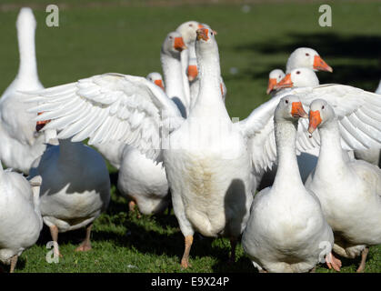 Muenstertal, Germania. 29 ott 2014. Stormo di oche vagare attraverso un campo sul Riestere farm in Muenstertal, Germania, 29 ottobre 2014. Su Martinmas, 11 Novembre, molti ristoranti in tutta la Germania offrono goose come una speciale prelibatezza stagionali. Foto: Patrick Seeger/dpa/Alamy Live News Foto Stock