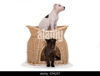 Puppy & gattino in Studio REGNO UNITO Foto Stock