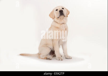 Il Labrador cucciolo di 3 mesi di età in studio REGNO UNITO Foto Stock