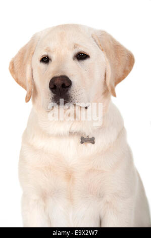 Il Labrador cucciolo di 3 mesi di età in studio REGNO UNITO Foto Stock