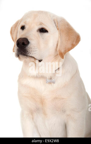 Il Labrador cucciolo di 3 mesi di età in studio REGNO UNITO Foto Stock