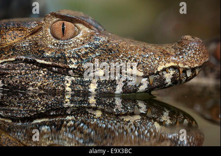 Cuviers Caimano Nana Paleosuchus palpebrosus America del Sud Foto Stock