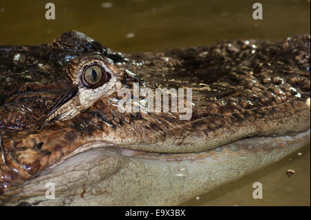 American Alligator Alligator mississippiensis Foto Stock