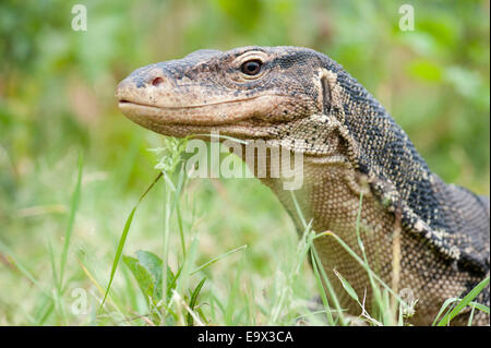 L'elemento di monitoraggio presenza acqua Varanus salvator Foto Stock