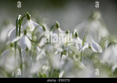 Snowdrops (Galanthus nivalis), Howick Hall, Northumberland, UK, February 2009 Foto Stock