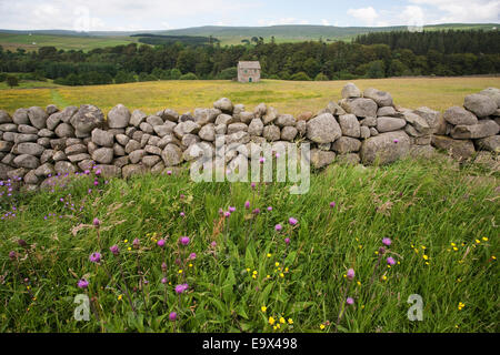 Prato di fieno, Superiore Teesdale, North Pennines, REGNO UNITO Foto Stock