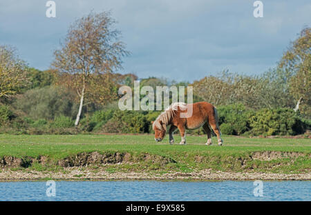 Un pony rosso- Equus ferus caballus, pascolo accanto a un lago nel nuovo Parco Nazionale Foreste, Hampshire, Inghilterra, Regno Unito Foto Stock