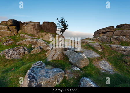 Lone Albero di biancospino su Sharp Tor. Parco Nazionale di Dartmoor. Devon. Regno Unito. Foto Stock